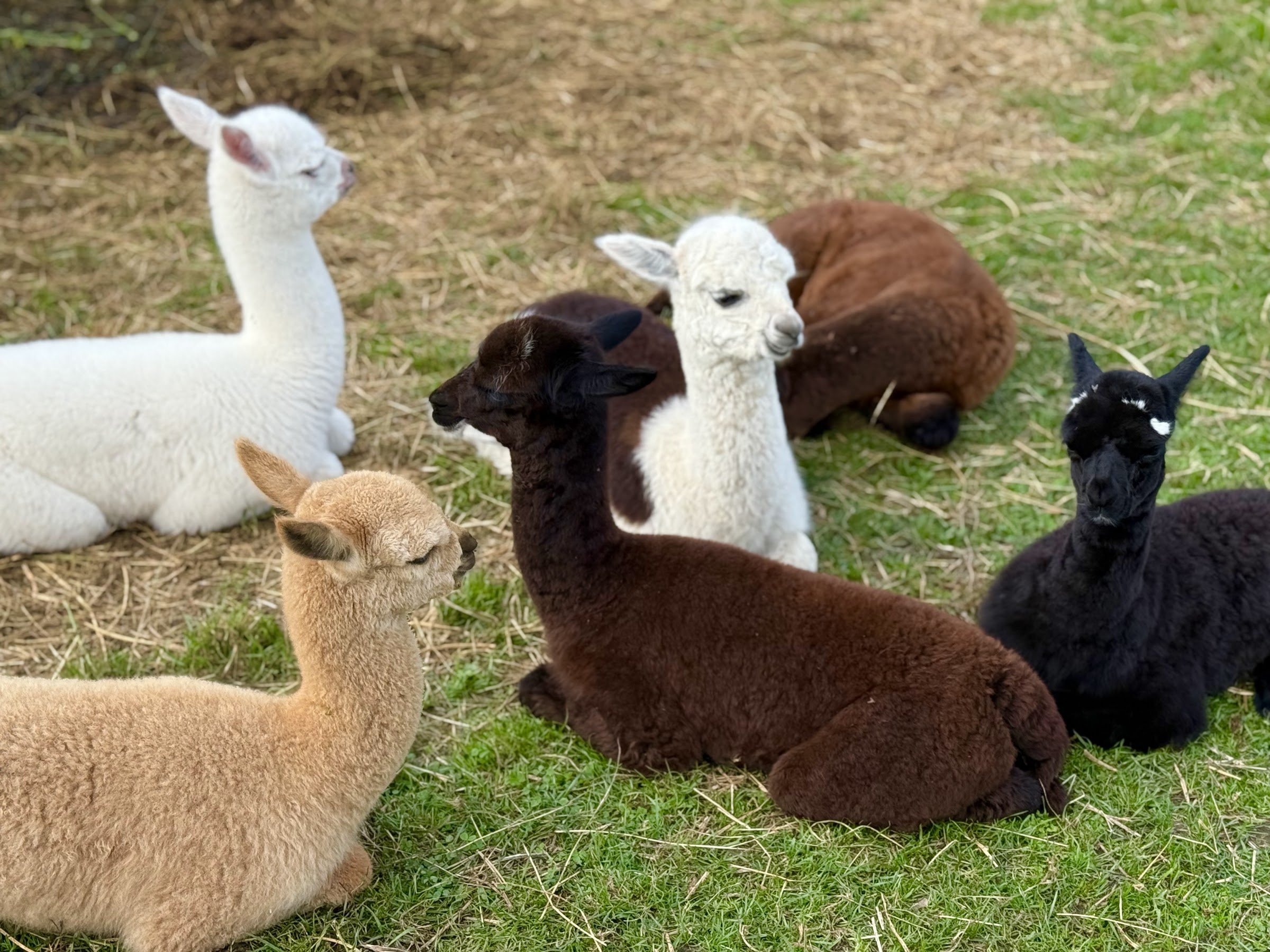 Podlaska Toskania – park zwierząt i rozrywki (Mini Zoo)